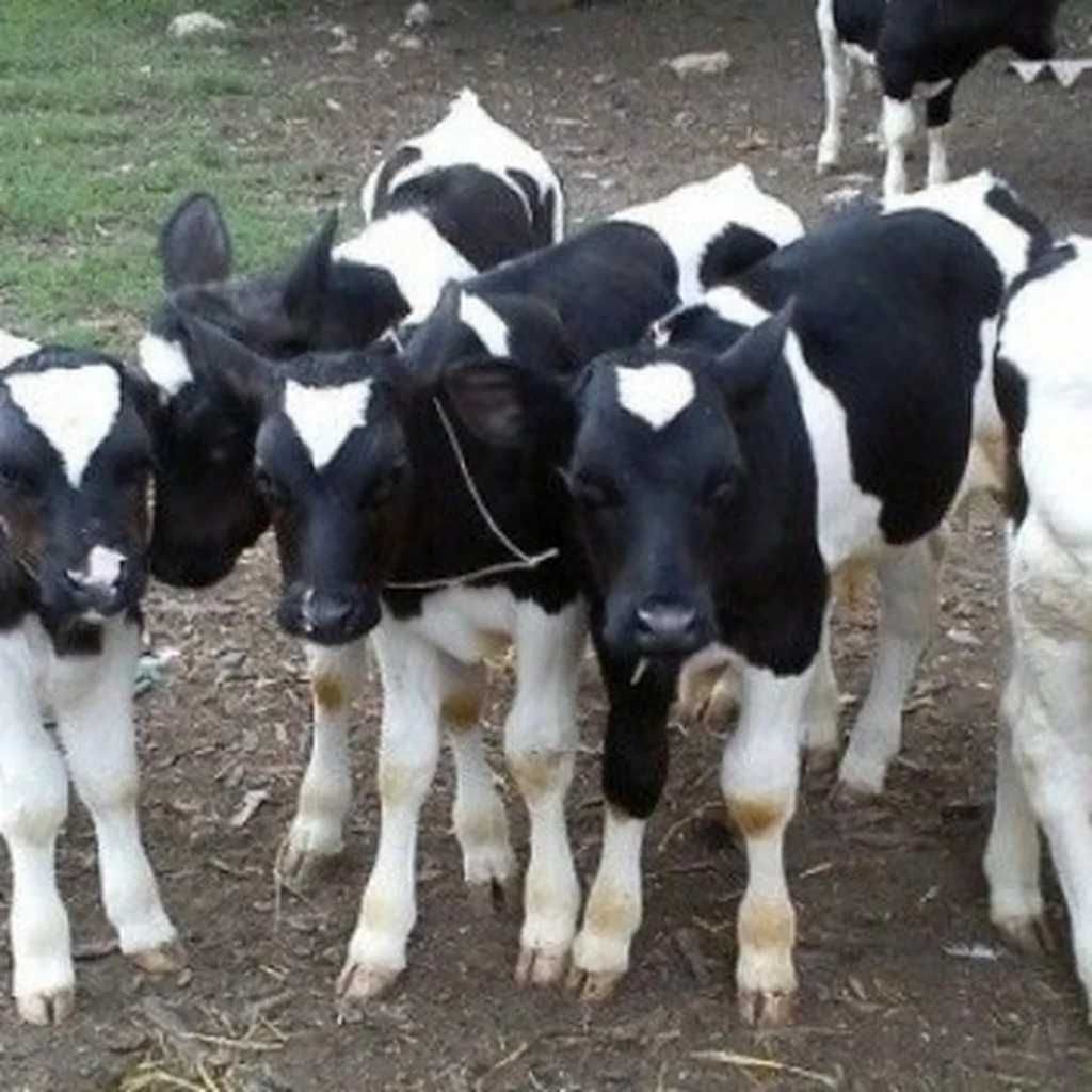 Телята лимузин 3-5 месяца