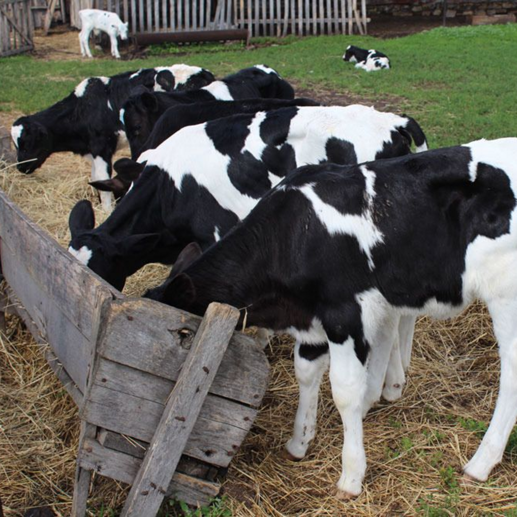 Порода Бычков голштины