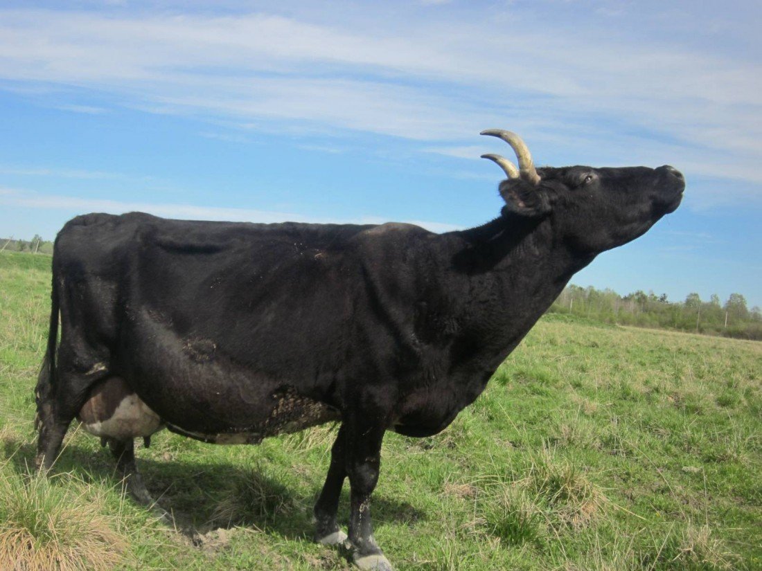 Холмогорская корова