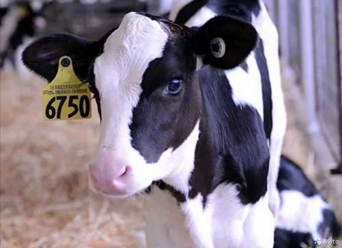 Порода телят Холмогоры