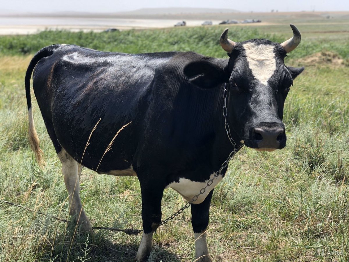 Ярославская порода коров