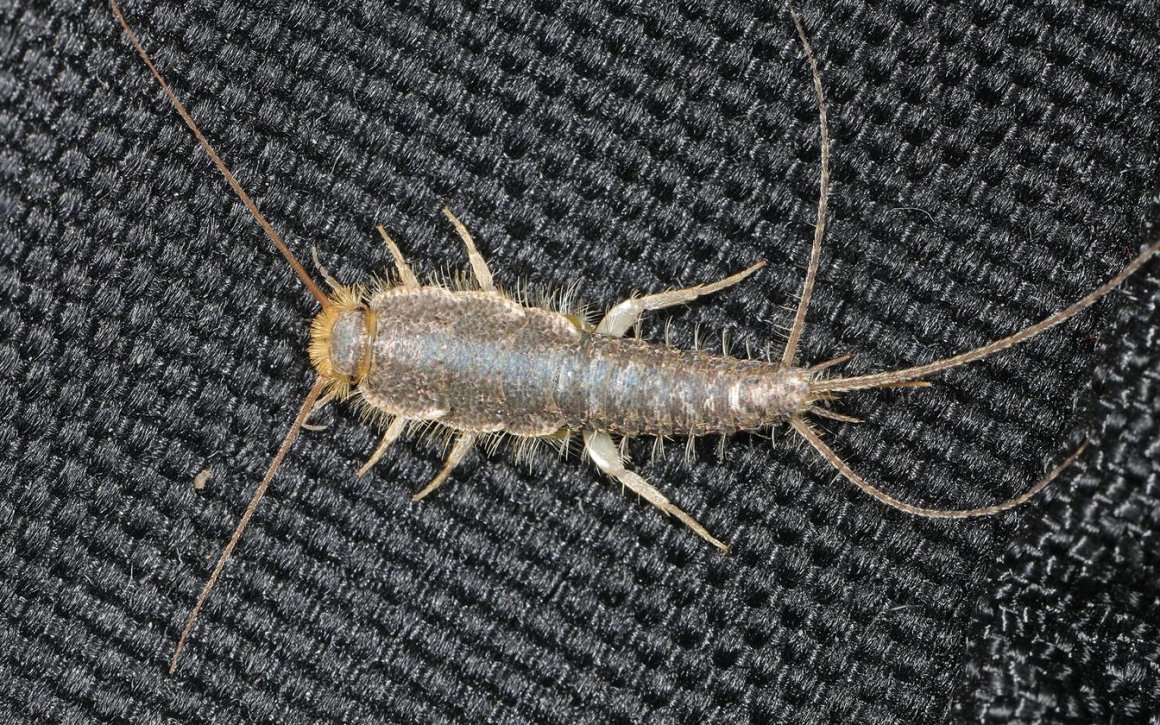 Silverfish Кэмерон