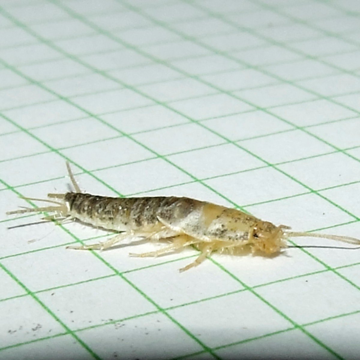 Личинка чешуйницы