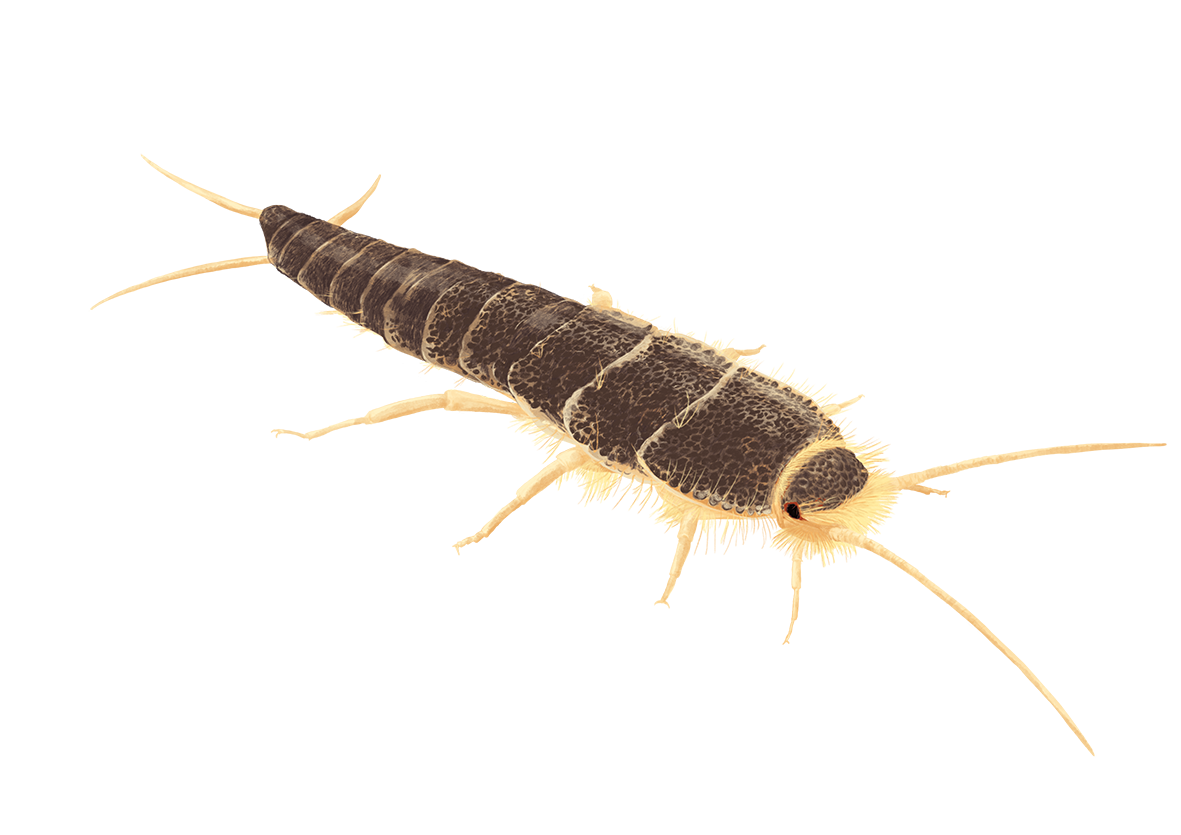 Серебрянка (обыкновенная чешуйница)