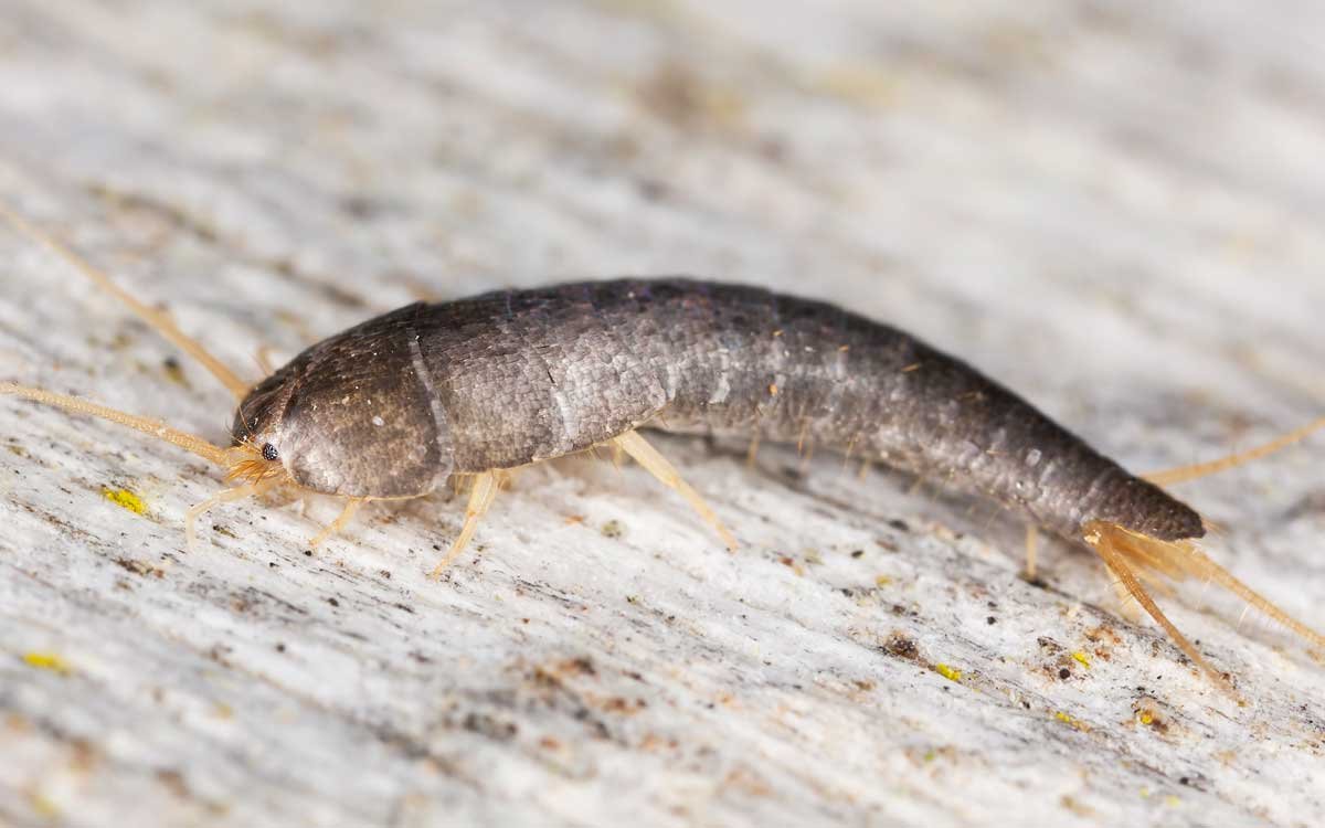 Серебрянка (обыкновенная чешуйница)