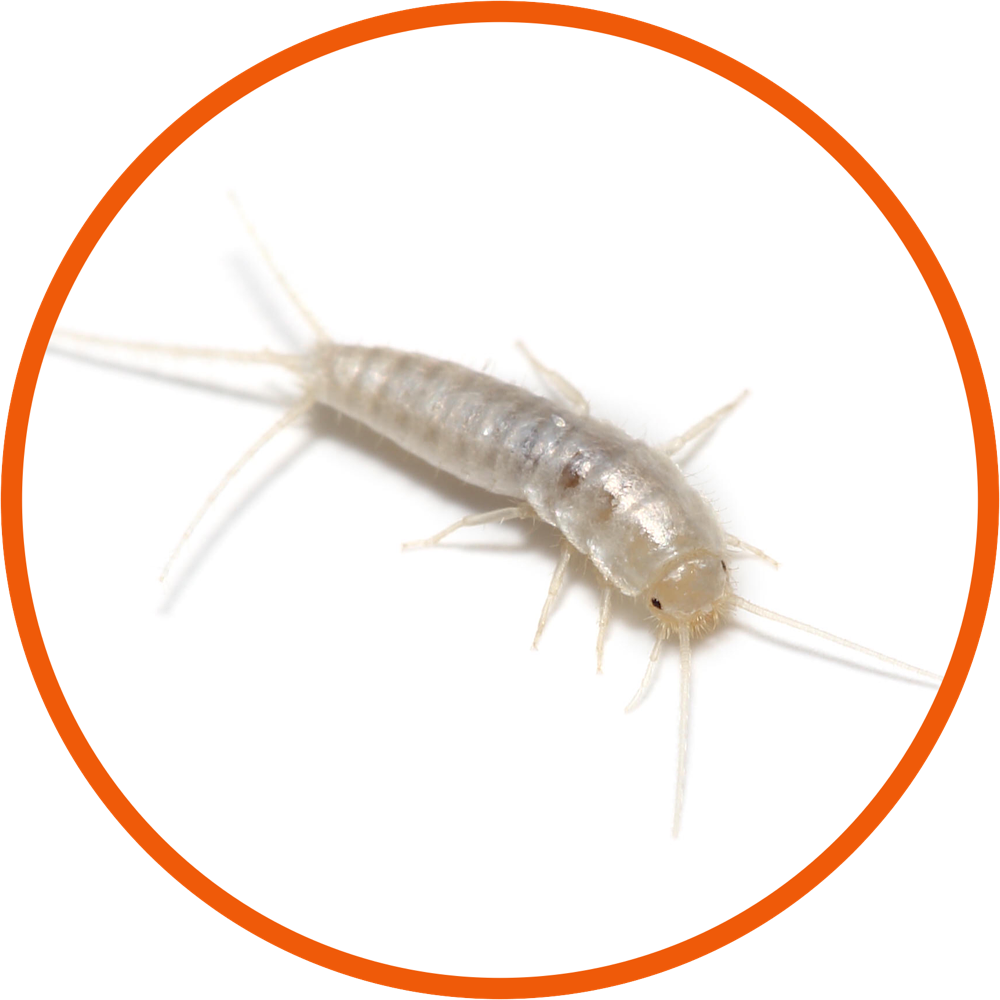 Серебрянка (обыкновенная чешуйница)