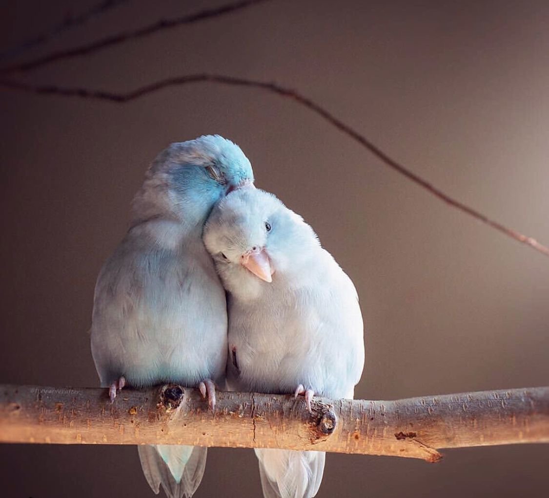 Волнистые попугайчики неразлучники