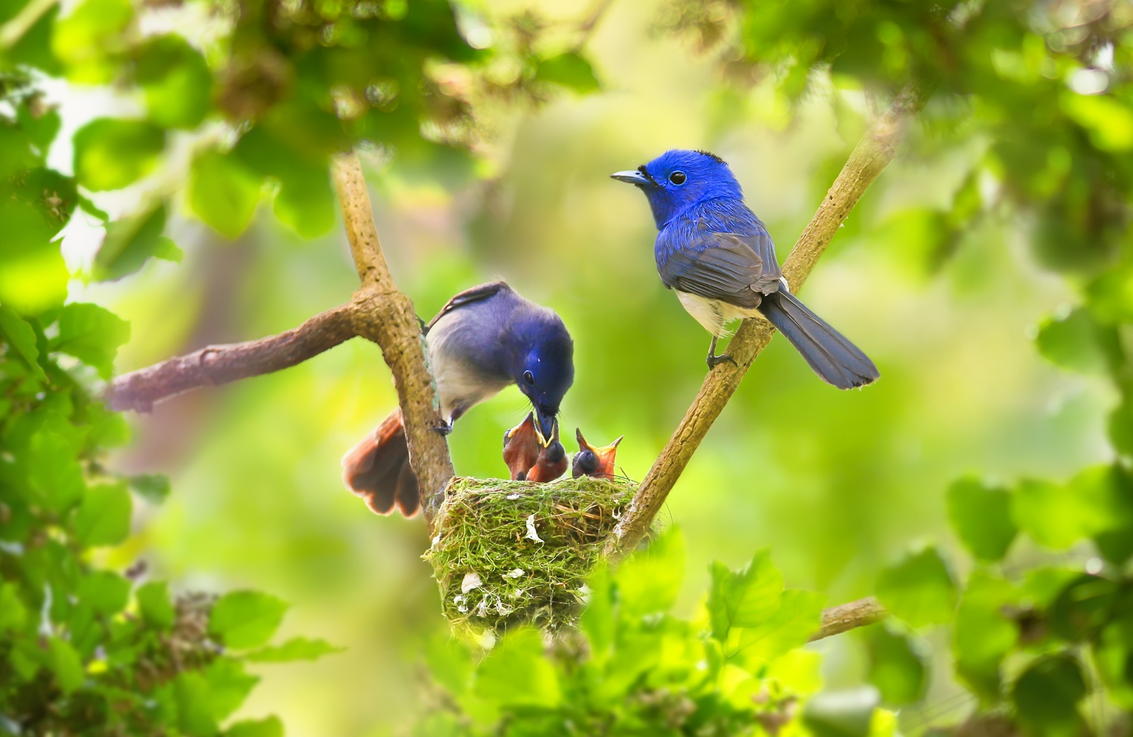 Летние птицы