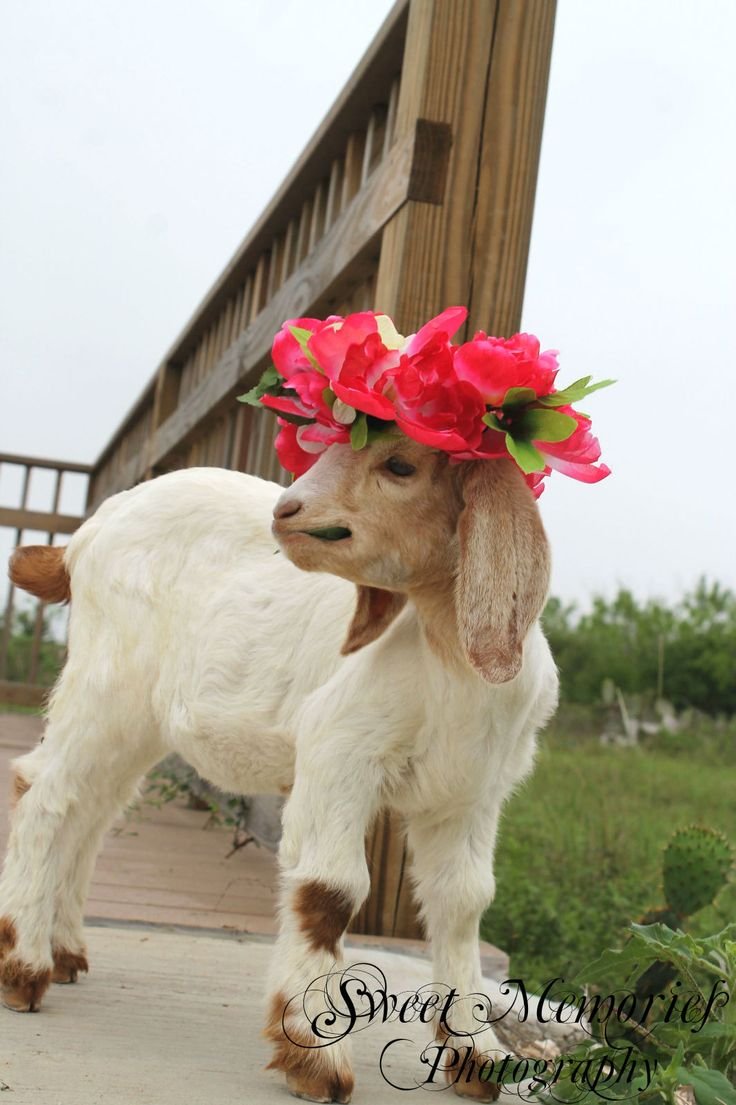 Козлик с цветочком