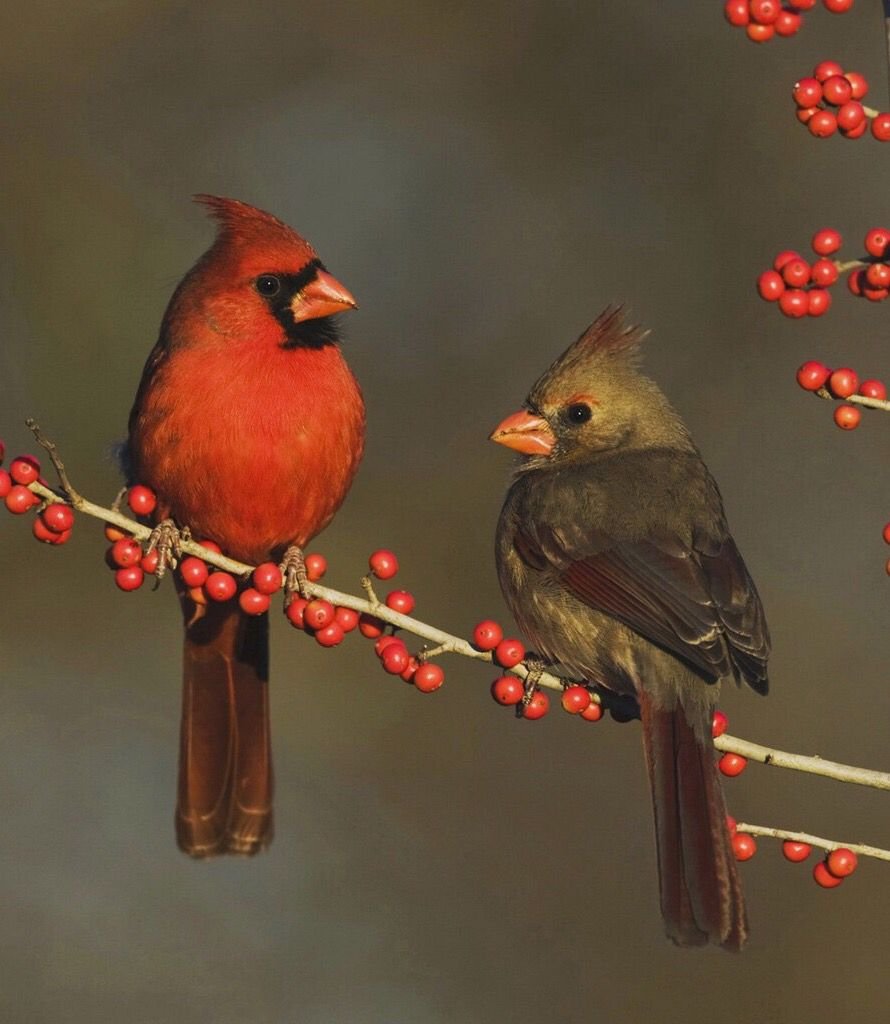 Красные птички на Красном дереве