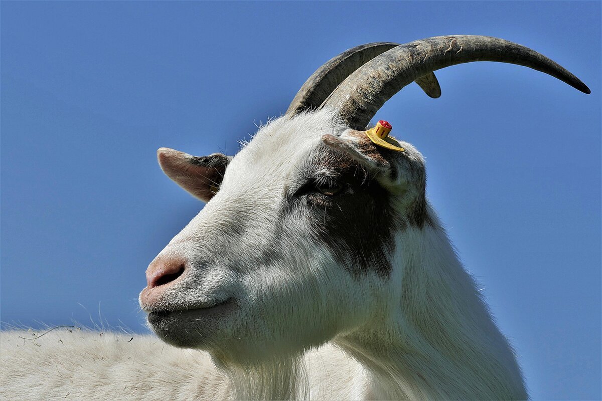 Изображение козы