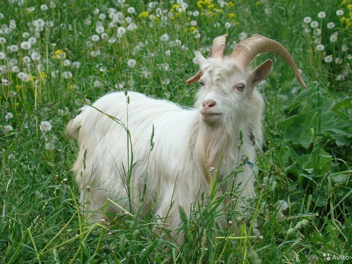 Милые козлята