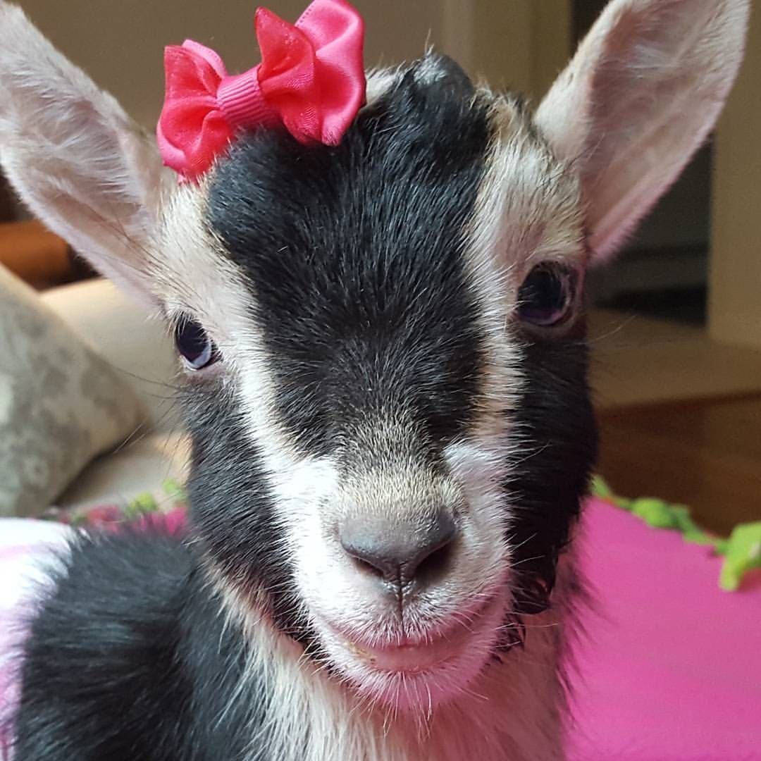 Красивая коза