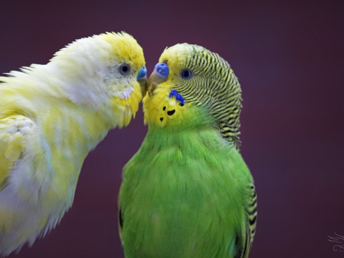 Неразлучники попугаи