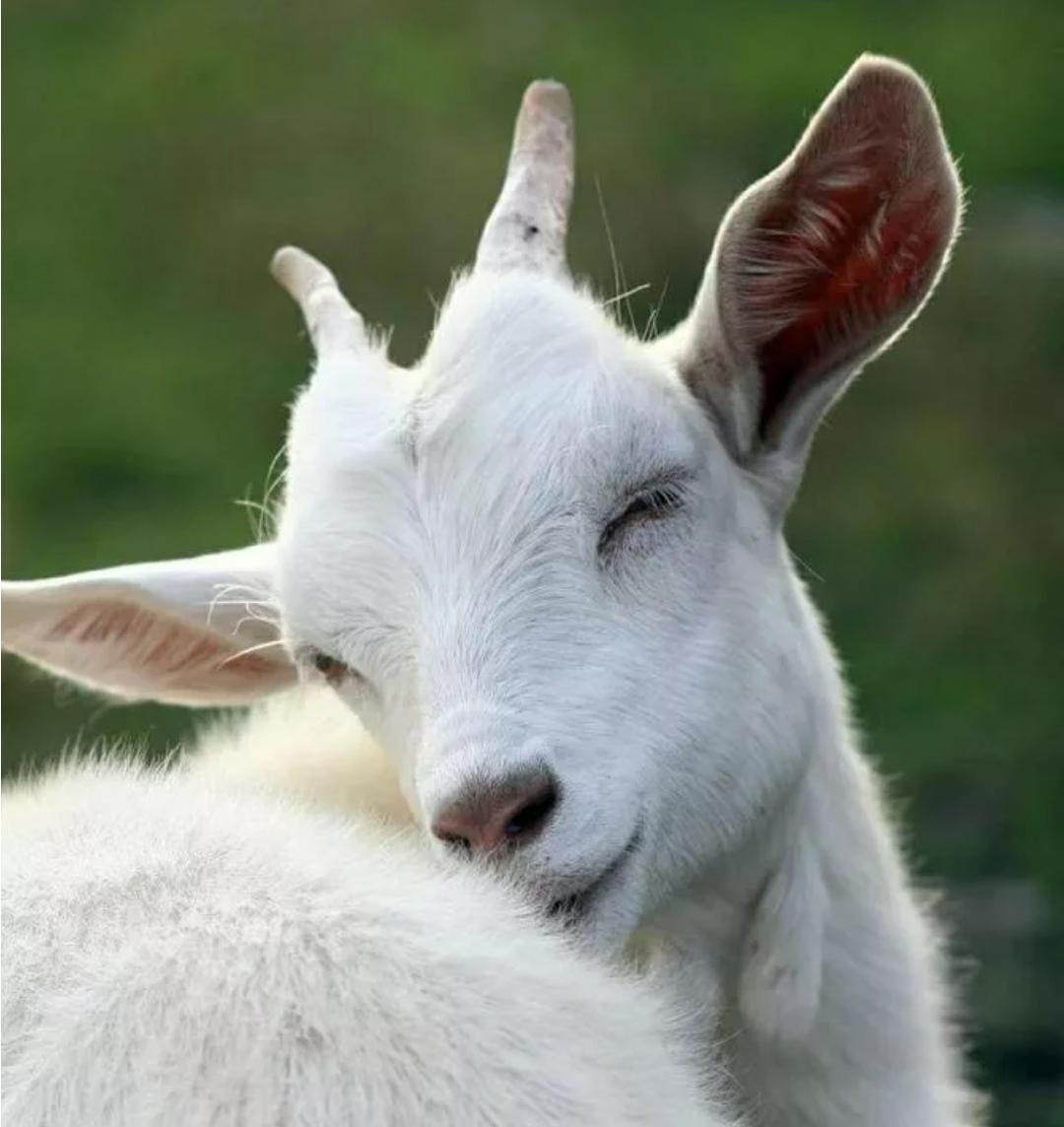 Красивая коза