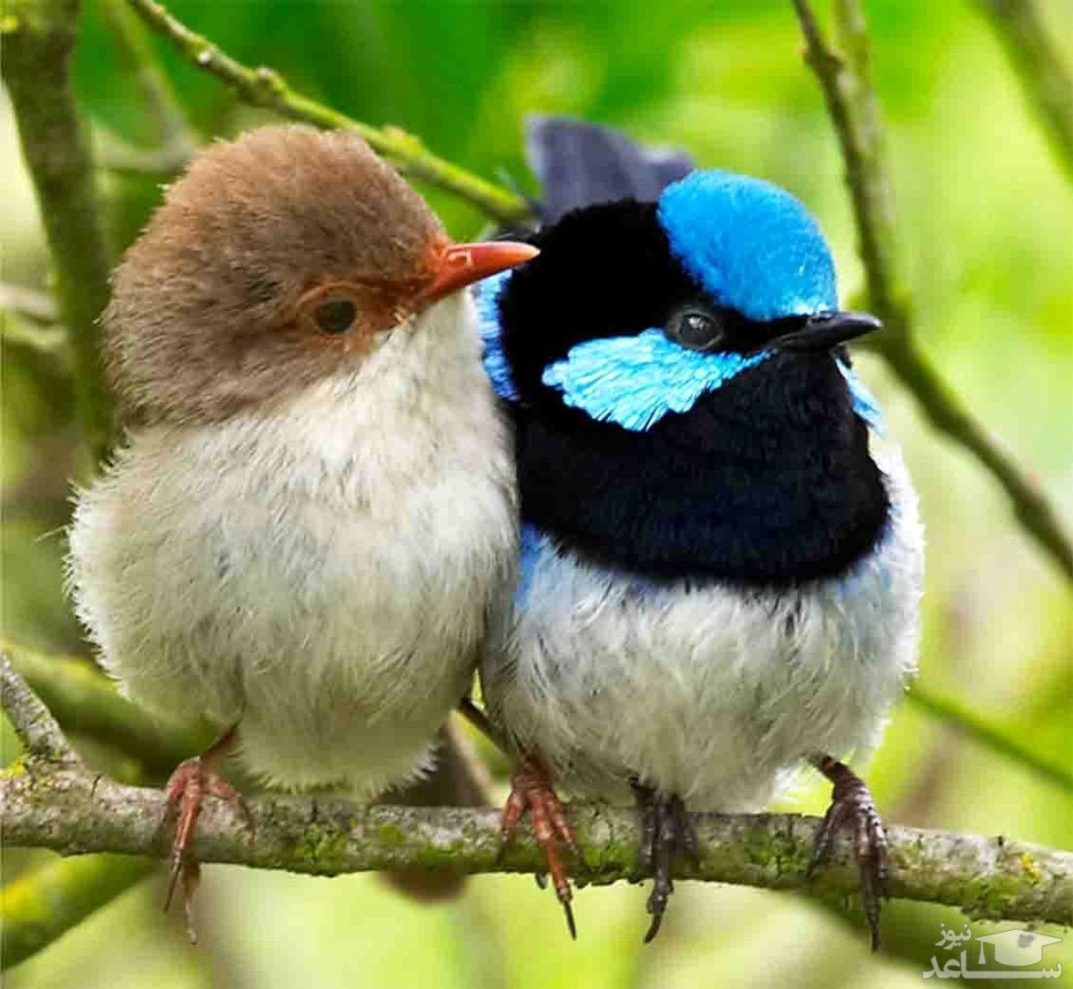 Птичка моя любимая