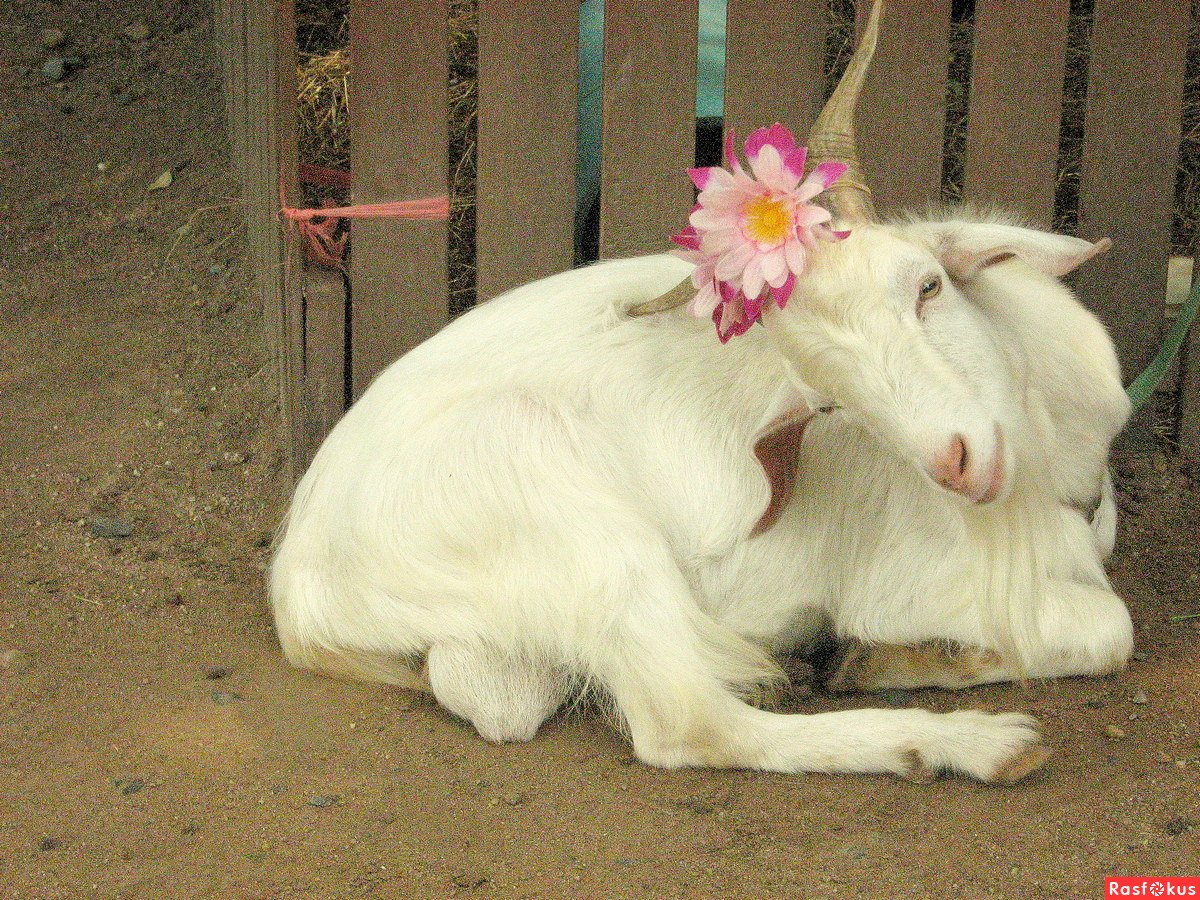 Коза Наташа фото
