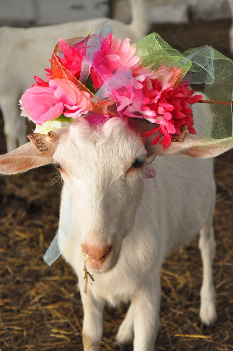 Милая козочка