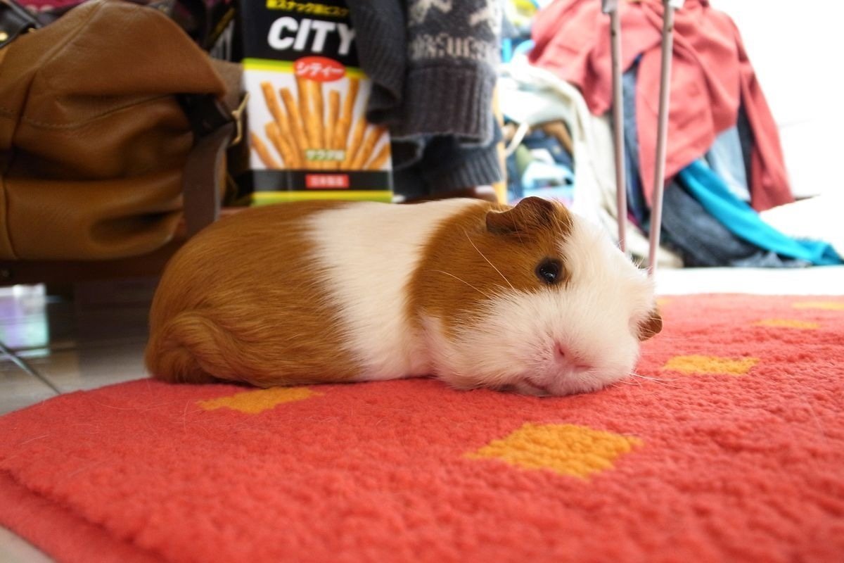 Хомяк породы морских свинок