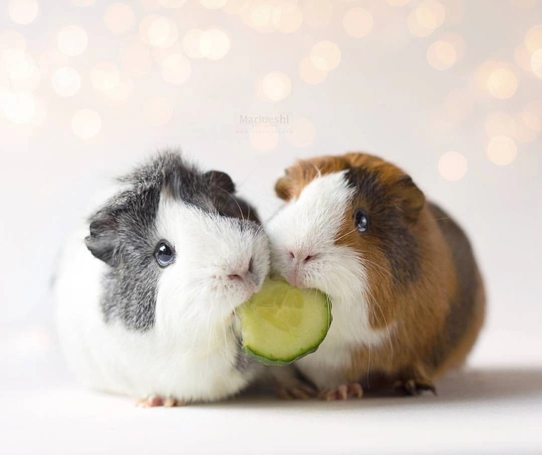 Морская Свинка короткошерстная