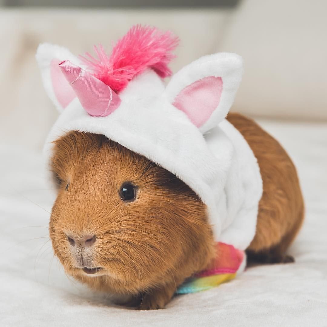 Смешные морскиетсвинки