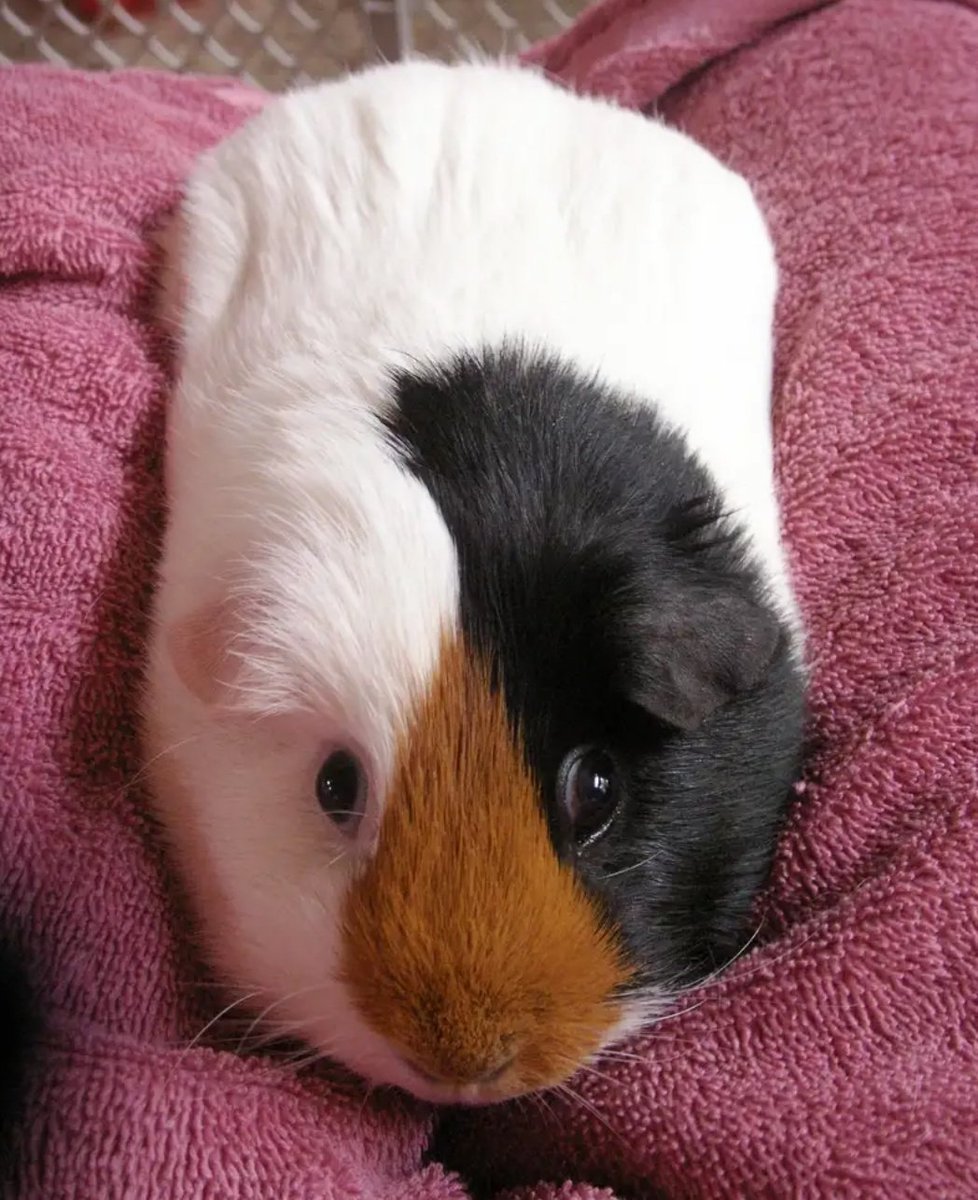 Свадьба морских свинок