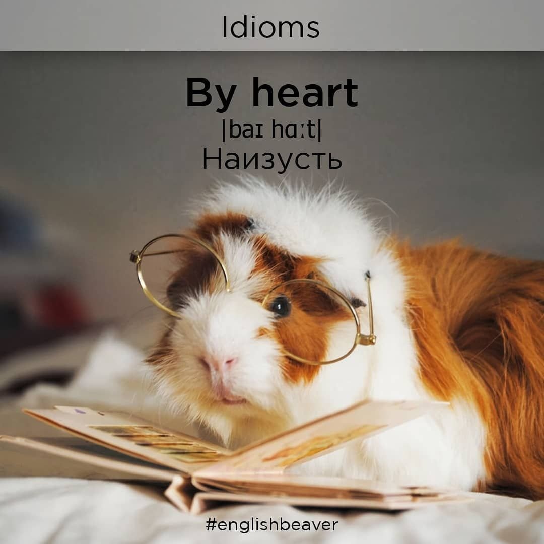 Морские свинки свини Крисмас