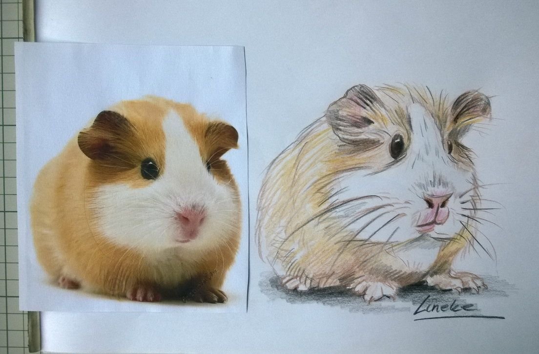 Морские свинки