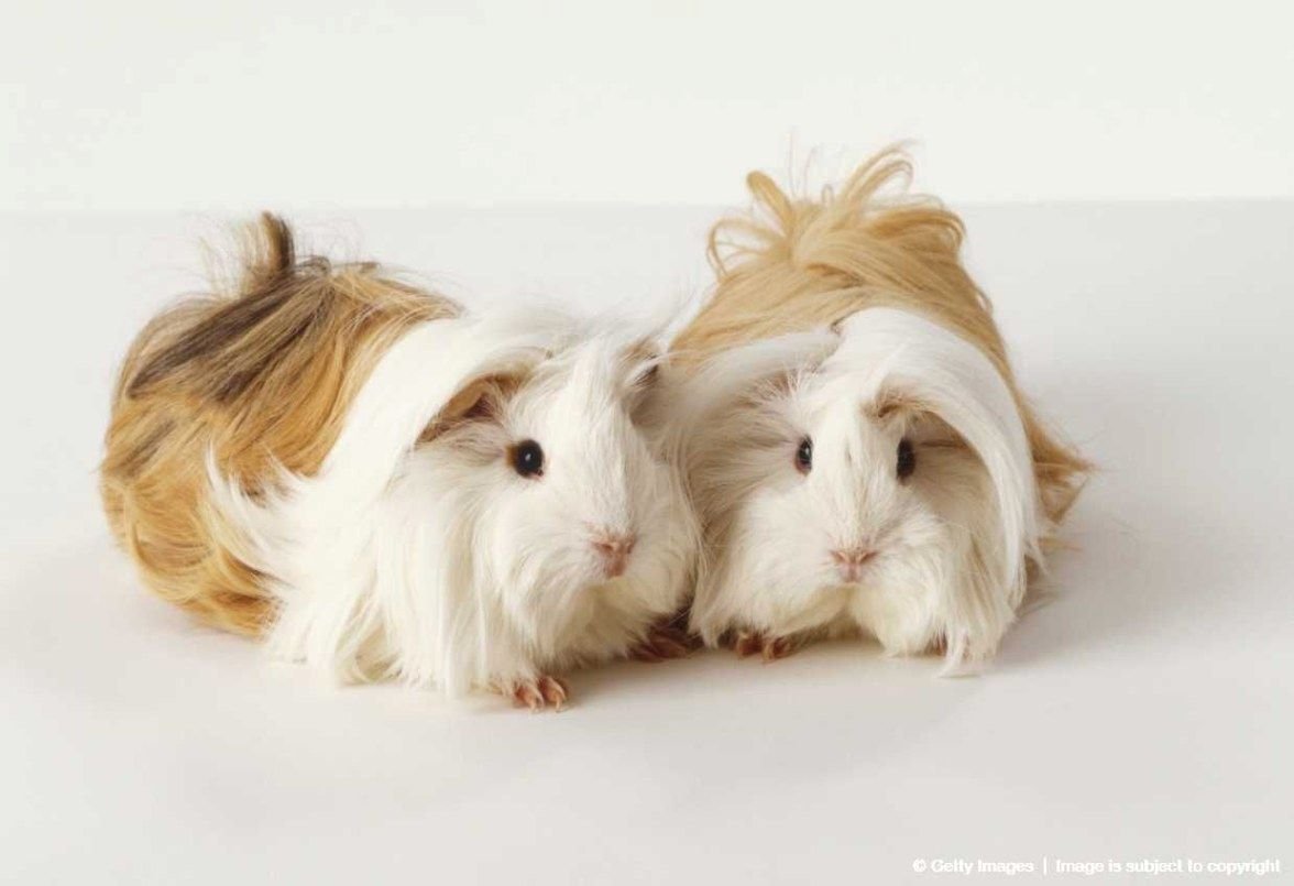 Кролик и морская Свинка