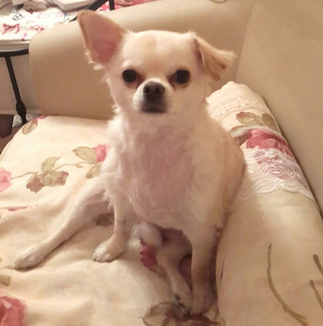 Чихуахуа с лежачими ушами