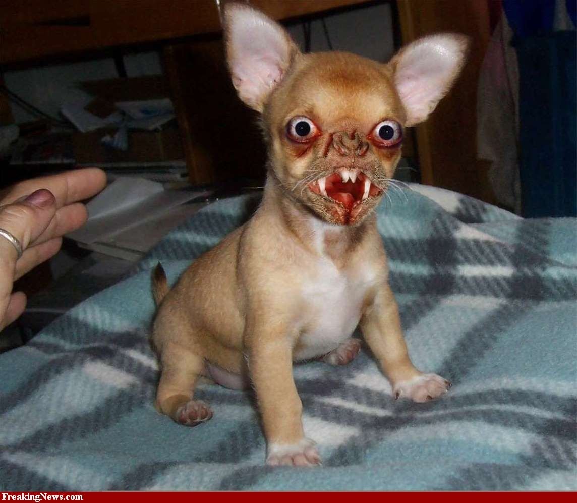 Чихуахуа короткошерстные злые