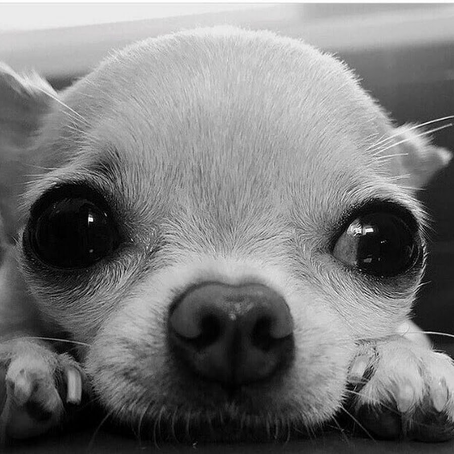 Милые собачки