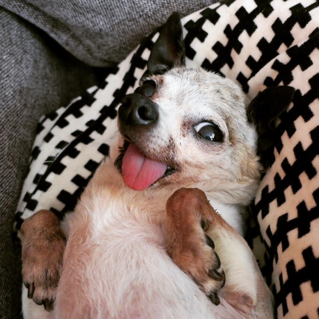 Старая чихуахуа