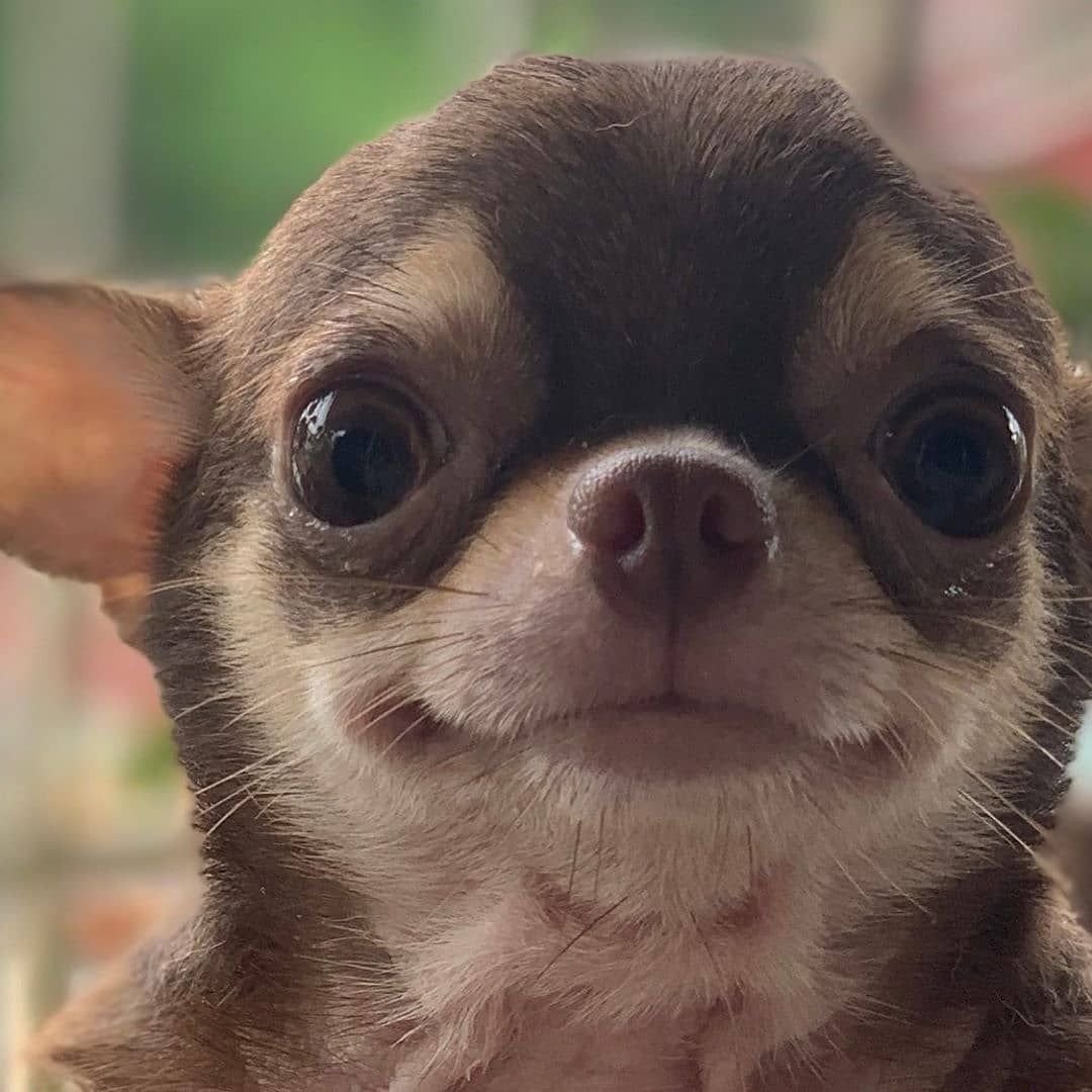 Собака подозревака чихуахуа