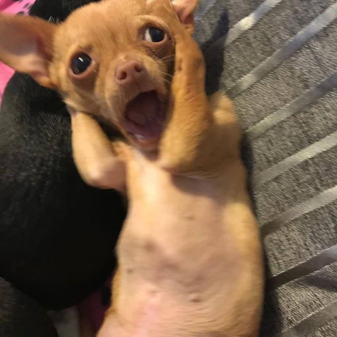 Две злых собаки смешных