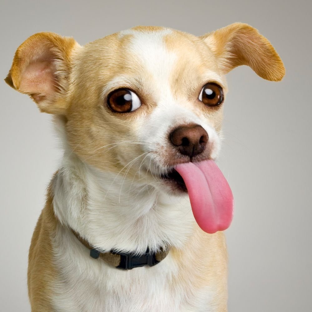 Лабрадор и чихуахуа