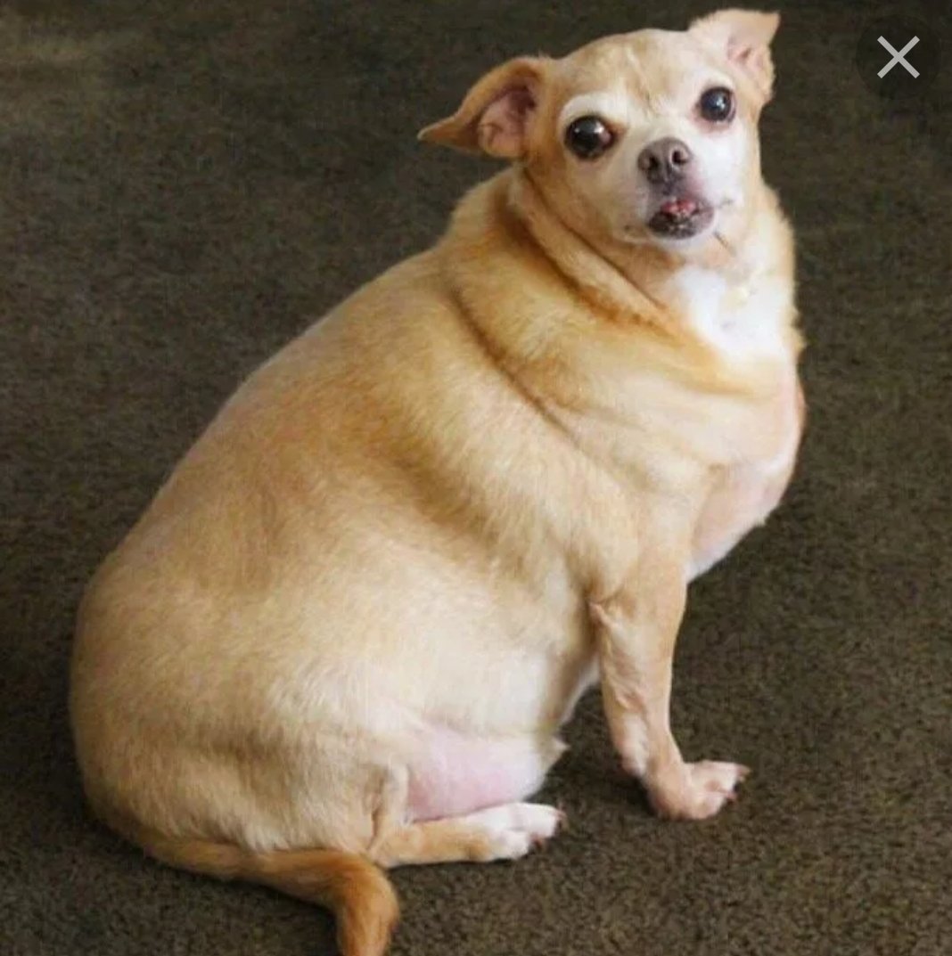 Чихуахуа толстой