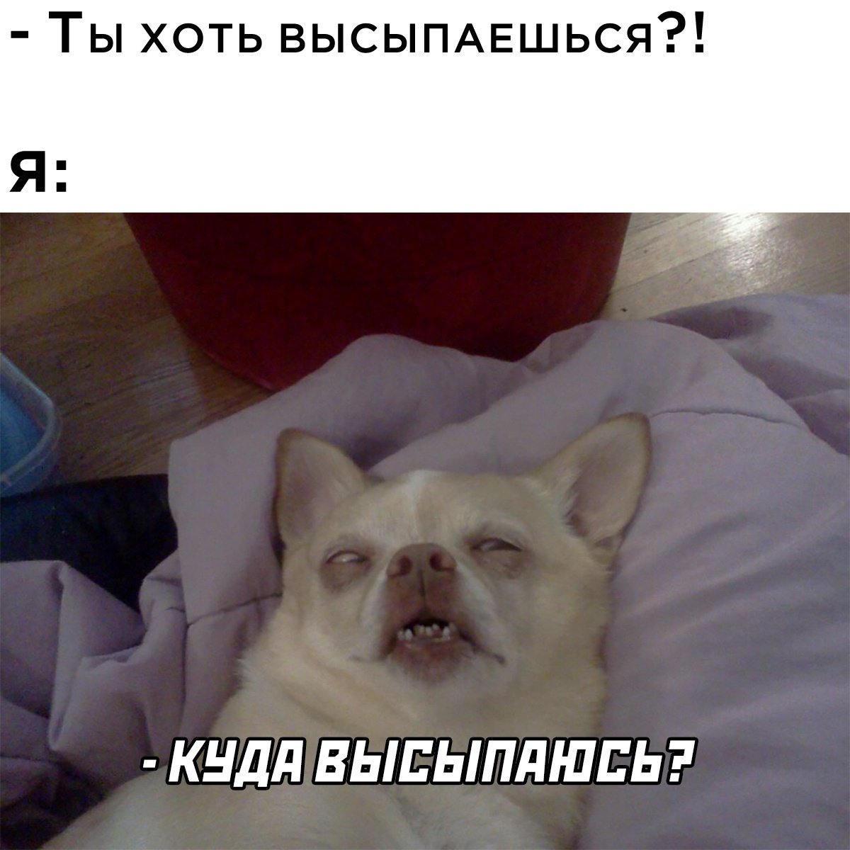 Собака не выспалась