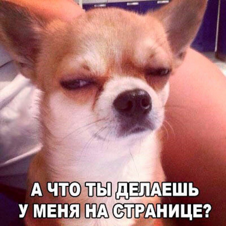 Собака подозревака Мем