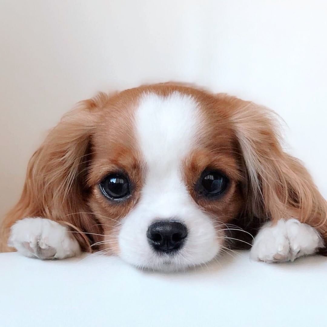 Щенки чихуахуа фото 1 месяц белые