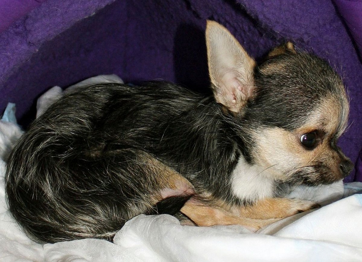 Корги маленькие щенки