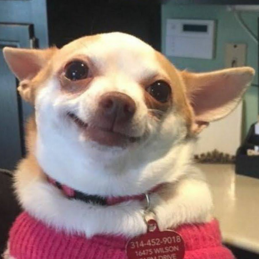 Чихуахуа с заплаканными глазами