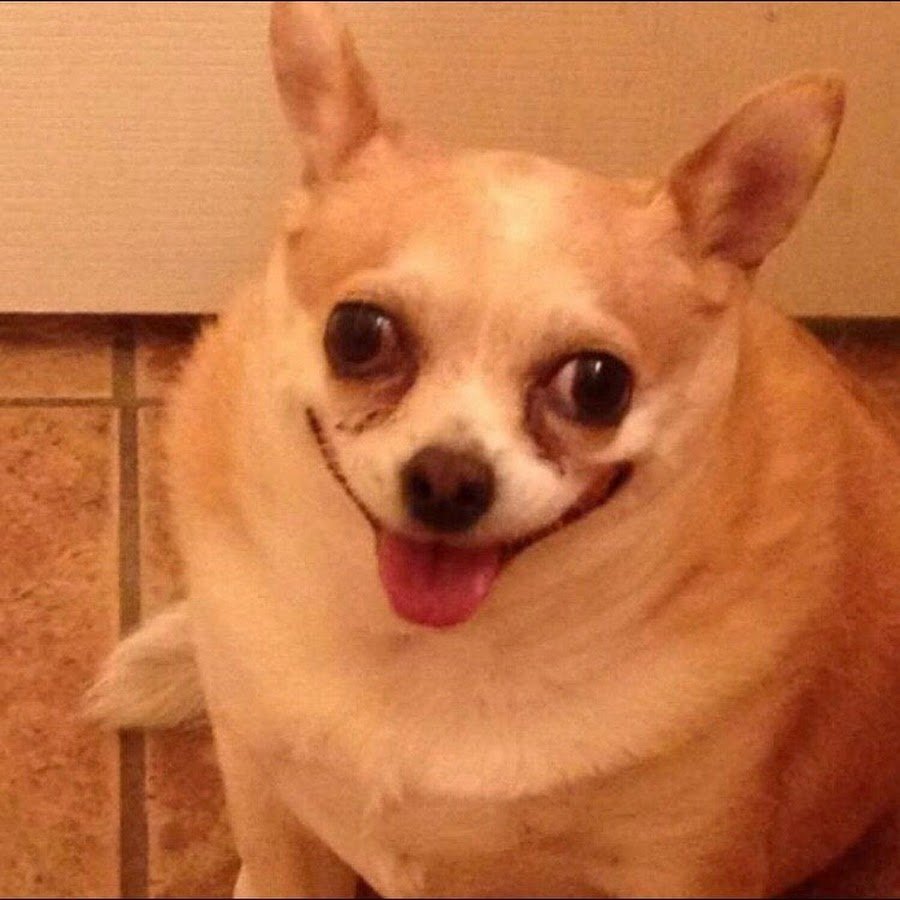 Упоротая собака чихуахуа