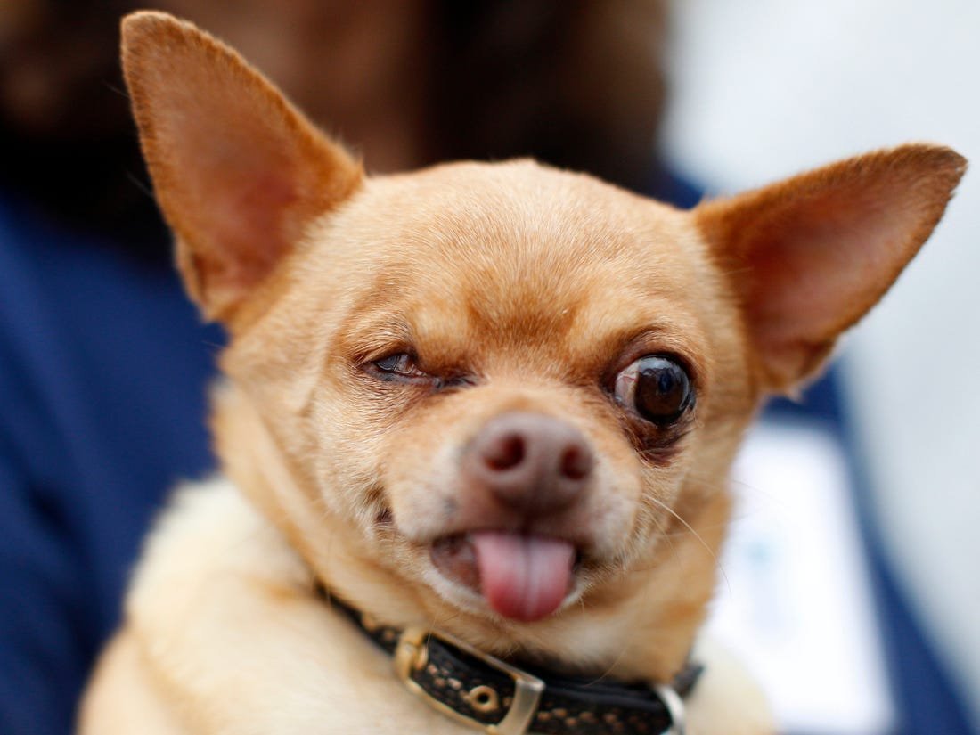 Чихуахуа даун