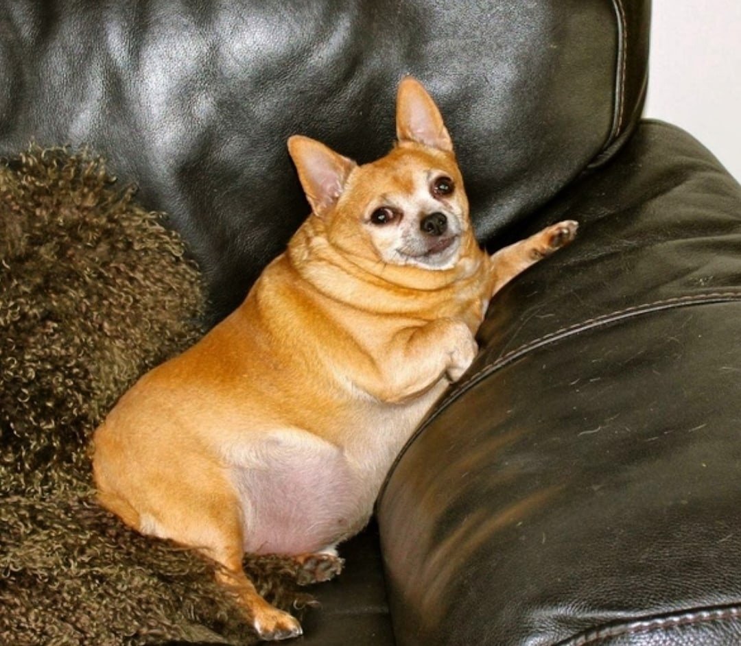 Собака чихуахуа толстая