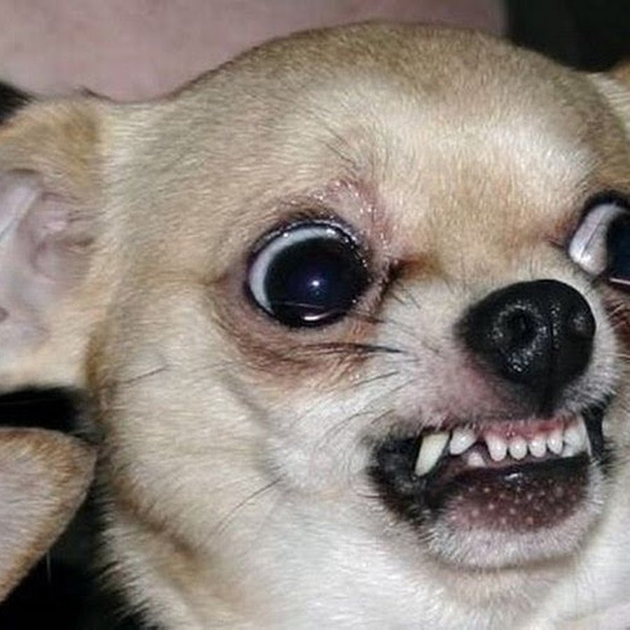 Злая собака чихуахуа