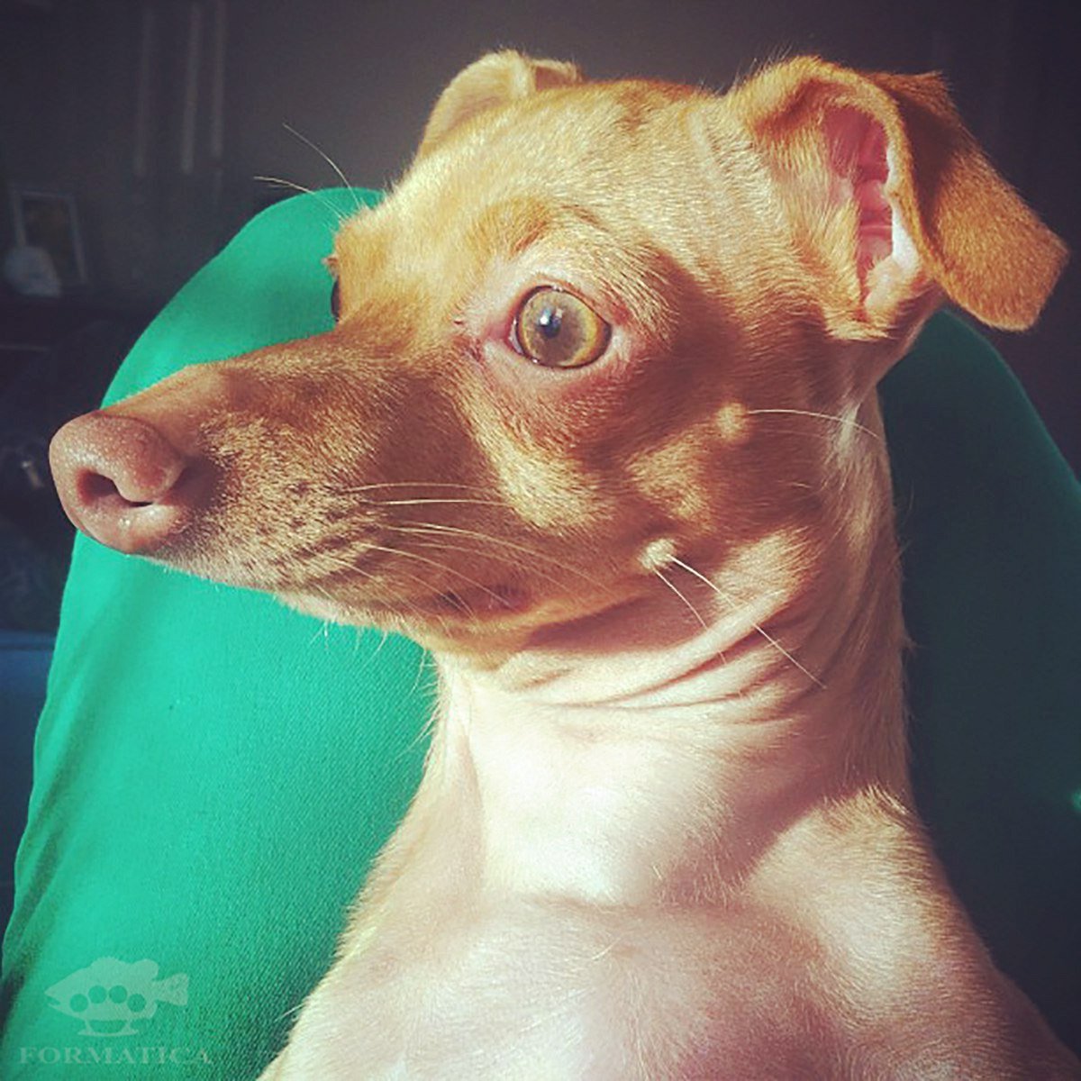 Упоротая собака