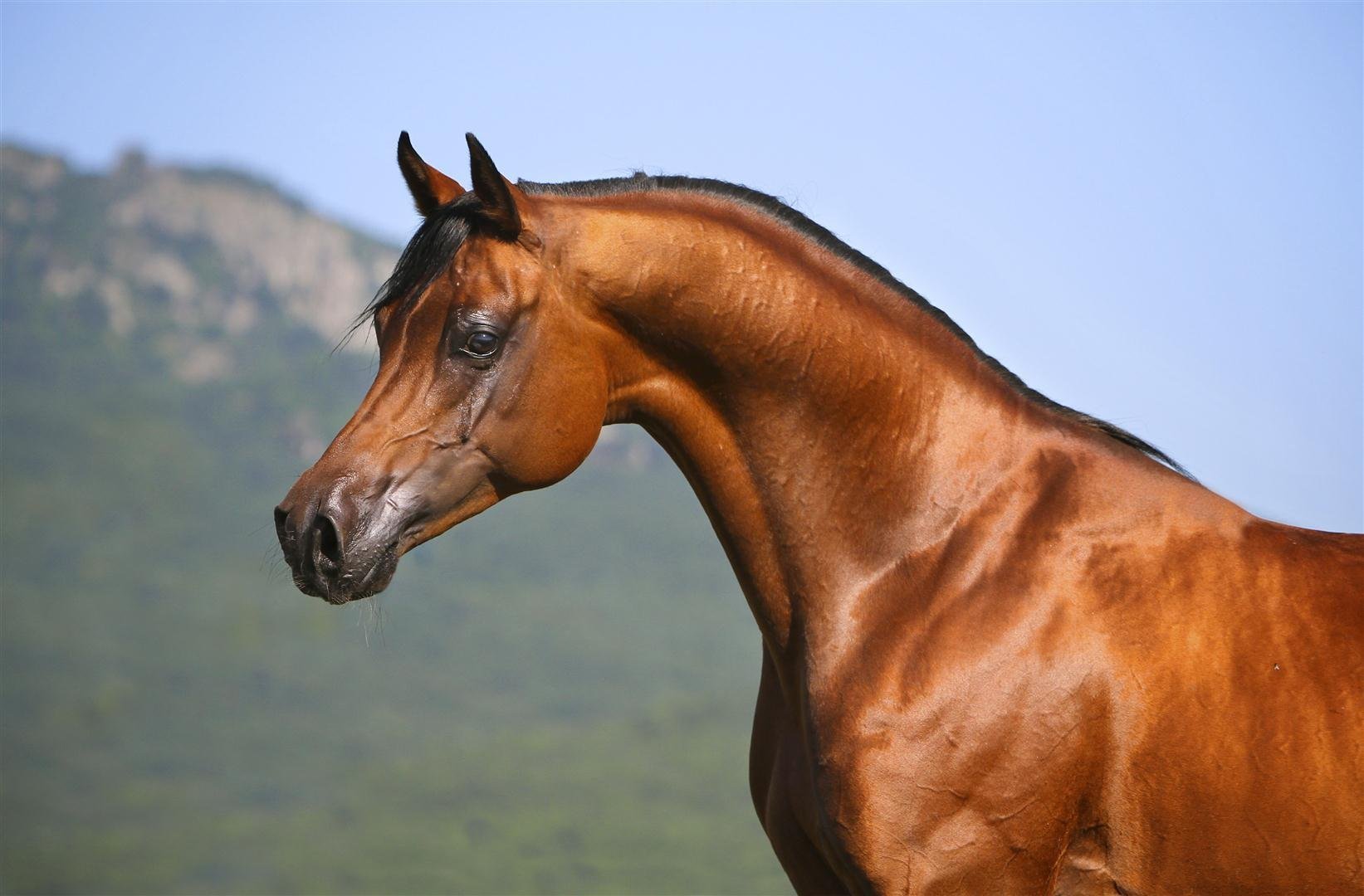 У чистокровной верховой лошади шея тонкая длинная. Гнедой арабский скакун. Чистокровная верховая гнедая. Арабская лошадь гнедая. Арабская чистокровная лошадь.