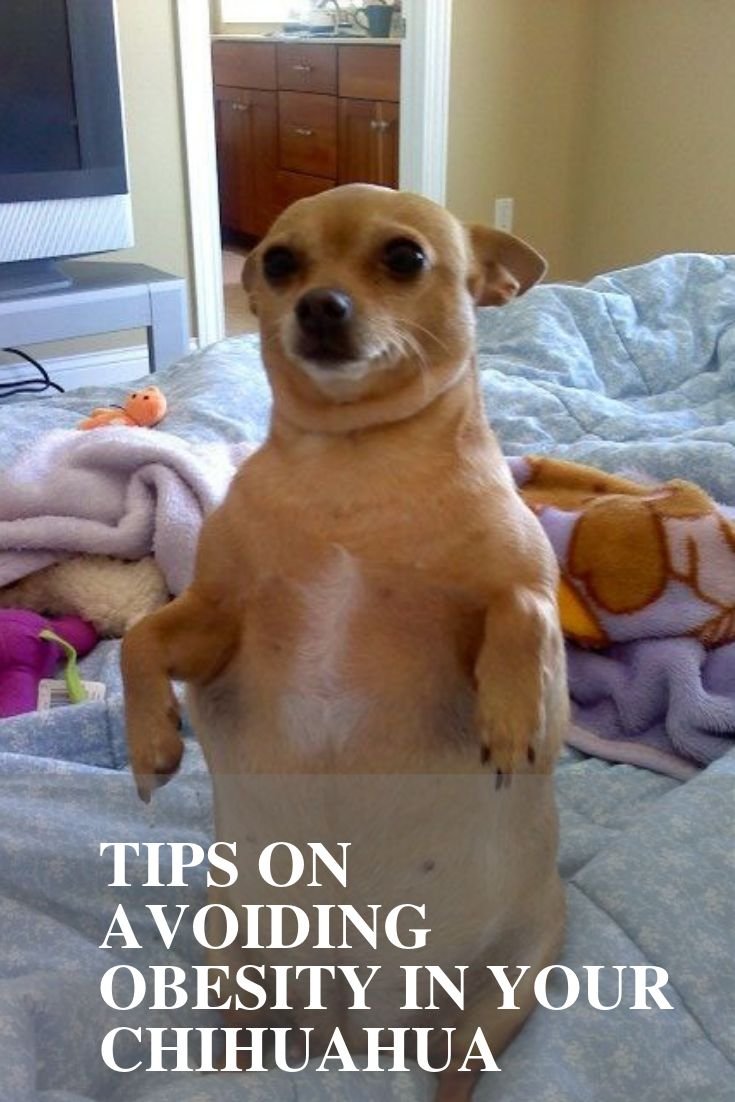 Смешная толстая собачка