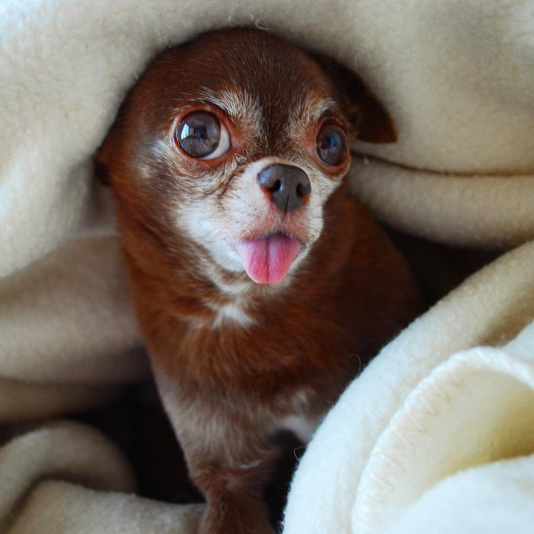 Кавалер Кинг чарльзспаниедь